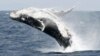 New Study Finds Genes Linked to Whales’ Huge Size