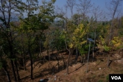 The forest nursery adjacent to a housing colony in Ompora area of central Kashmir's Budgam district is spread over 30,2500 square yards. The leopard that killed Adha Shakil, 6, was living inside for over two years. (Wasim Nabi for VOA)