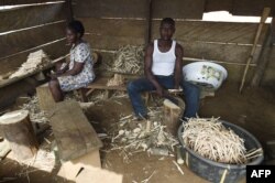FILE - Cameroonian refugees make chewing sticks for cleaning teeth to earn a living at a temporary home in Agborkim town, Etung district of Cross Rivers State, southeast Nigeria, Feb. 2, 2018.