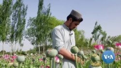 Afghan Opium Cultivation Exploding Under Taliban Rule 