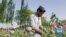 Afghan Opium Cultivation Exploding Under Taliban Rule 