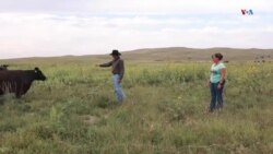 Կարո՞ղ է Նեբրասկայից «բարեհաճ քաղաքական գործիչը» շահել գյուղական Ամերիկայի աջակցությունը