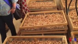 Distribution de nourriture du PAM au Mali (vidéo)