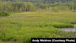 The National Park Service has documented over 1,500 wetlands at Cuyahoga Valley National Park. 