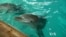 Scientists Try to Crack Dolphins' Language