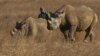 Un ranger marche derrière deux rhinocéros dans un parc protégé près de Marondera, à l'est de la capitale Harare, Zimbabwe, le 20 septembre 2014.