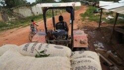 A truck transports bags of cocoa in the Ivorian cocoa farming village of Djigbadji, commonly known as Bandikro or Bandit Town, located inside the Rapides Grah protected forest on January 7, 2021. (REUTERS/Luc Gnago)