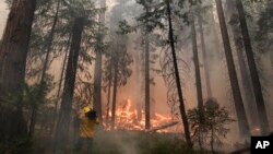 A videographer records the Rim Fire burning through trees near Yosemite National Park, California, August 27, 2013.