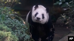 Xin Xin, the last giant panda in Latin America, looks out from her enclosure at the Chapultepec Zoo, in Mexico City, Friday, Nov. 11, 2022. (AP Photo/Fernando Llano)