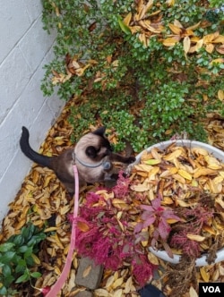 Siamese cat with leash in leaves.