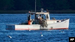 A lobster fisherman hauls a trap, Thursday, Sept. 8, 2022, off of Kennebunkport, Maine. (AP Photo/Robert F. Bukaty)