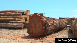 马来西亚华人拥有的三姆林森公司在所罗门群岛马莱塔省采伐的型号不同的木材。（美国之音久岛拍摄）