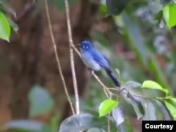 Seriwang Sangihe (Eutrichomyias rowleyi) di Pegunungan Sahendaruman, Pulau Sangihe, Kepulauan Sangihe, Sulawesi Utara. (Foto : Burung Indonesia/Ganjar Cahyo Aprianto)
