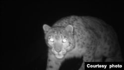 A snow leopard is seen in the Thajwas area of Baltal in Indian administered Kashmir. (Courtesy Nature Conservation Foundation)
