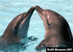 Dua lumba-lumba hidung botol, bernama Tutti (kanan) dan Frutti, dalam pertunjukan "The Wonderful World of Dolphins" di pinggiran Kota Pasig di timur Manila, Filipina, sebagai ilustrasi. (Foto: AP/Bullit Marquez)
