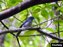 Seriwang Sangihe (Eutrichomyias rowleyi) di Pegunungan Sahendaruman, Pulau Sangihe, Kepulauan Sangihe, Sulawesi Utara. (Foto : Burung Indonesia/Ganjar Cahyo Aprianto)