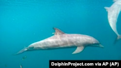 Rocky dengan GPS tag terpasang berenang di Pusat Rehabilitasi, Pelepasan dan Pensiun Umah Lumba di Teluk Banyuwedang, Bali Barat, Sabtu, 3 September 2022. (DolphinProject.com via AP)