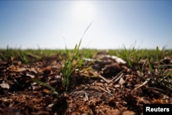Wheat plants genetically modified with a strain called HB4, which have a gene that helps them better tolerate drought, are pictured in a farm in Pergamino, Buenos Aires, Argentina July 20, 2022. (REUTERS/Agustin Marcarian)