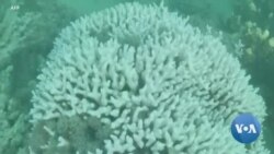 Australie : les coraux les plus au sud du globe touchés par le blanchissement