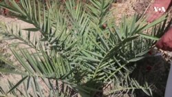 د کوکنارو بدیل؛ کندهار کې د خرما باغونه مخ په پراخیدو دي 