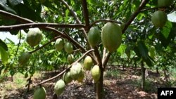 Le cacao de Côte d'Ivoire, qui représente 45% de la production mondiale, compte pour 14% du PIB national.