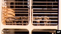 Hewan ternak di kapal MV Bahijah saat merapat di sebuah pelabuhan di Fremantle, Australia, Jumat, 2 Februari 2024. (Channel 10 via AP)