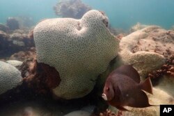 In this image provide by NOAA, a fish swims near coral showing signs of bleaching at Cheeca Rocks off the coast of Islamorada, Florida, July 23, 2023.