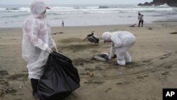 FILE - Municipal workers collect dead pelicans on Santa Maria beach in Lima, Peru, Nov. 30, 2022, as thousands of birds died in November along the Pacific of Peru from bird flu, according to The National Forest and Wildlife Service (Serfor).