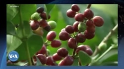 ኢትዮጵያ የቡና ንግዷን ከአውሮፓ ኅብረት የደን ደንብ ጋራ ለማስማማት እየተዘጋጀች ነው