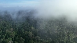 Indonesia’s Orang Rimba Tribes Find Allies in Struggle to Survive