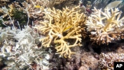 This photo provided by the University of Miami Coral Reef Futures Lab, shows fire coral and staghorn corals with bleaching, tissue loss, and recent mortality on July 20, 2023, in the North Dry Rocks Reef off the coast of Key Largo, Fla. 