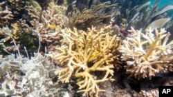 Foto yang disediakan oleh Coral Reef Futures Lab, Universitas Miami ini menunjukkan terumbu-terumbu karang yang mengalami pemutihan, kehilangan jaringan, dan kematian baru-baru ini pada tanggal 20 Juli 2023, di North Dry Rocks Reef di lepas pantai Key Largo, Florida.