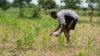 COP28 Declaration Seen as Good News for World's Small Farmers 