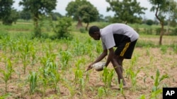 រូបឯកសារ៖ កសិករម្នាក់កំពុងដាក់ជីដល់ដំណាំ នៅតំបន់ Kano ប្រទេសនីហ្សេរីយ៉ា កាលពីថ្ងៃទី១៤ ខែកក្កដា ឆ្នាំ២០២៣។