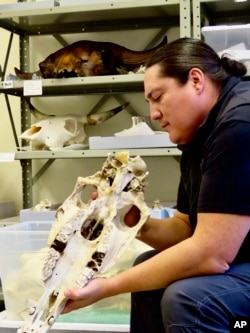 In this photo provided by the University of Colorado-Boulder, Lakota archaeologist Chance Ward examines horse reference collectionsat the University of Colorado-Boulder in October 2020. (Samantha Eads/University of Colorado-Boulder via AP)