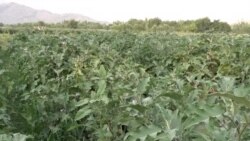 کروندګر د کوکنارو کښت ته زړه نه ښه کوي، خو ګېلې لري. کروندګر