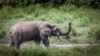 Cameroonian Villagers Say Elephants Devastate Farmlands, Plead for Help