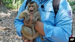A blue-shirted APSARA warden holds a monkey at Angkor Wat temple complex in Siem Reap province, Cambodia, Apr. 3, 2024.