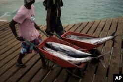 Fishermen carry tuna in Santa Maria, island of Sal, Cape Verde, Friday, Aug. 25, 2023. (AP Photo/Felipe Dana)