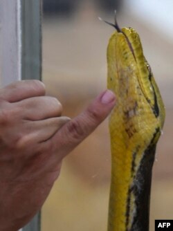 Seekor boa constrictor di Proyek Boa di San Bernardino, Paraguay, 12 Februari 2022. (NORBERTO DUARTE/AFP)