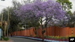 A Jacaranda tree in bloom in Nairobi, Kenya, Thursday, Oct. 26, 2023. Every year in early October, clusters of purple haze dot Nairobi's tree line as the city's jacaranda trees come into bloom. (AP Photo/Sayyid Abdul Azim)