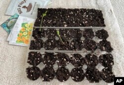 This image provided by Jeff Lowenfels shows flats of sweet peas grown from seed in recycled egg cartons on March 23, 2023, in Anchorage, Alaska. (Jeff Lowenfels via AP)