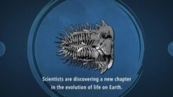 کیا سمندر میں کچرے اور پلاسٹک کی آلودگی پر نئے جاندار پل سکتے ہیں؟