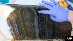 The distinct years of sediment deposits are visible in this section of sediment collected from the bottom of Crawford Lake by a team of scientists from Carleton and Brock universities near Milton, Ontario, Canada, April 12, 2023. 