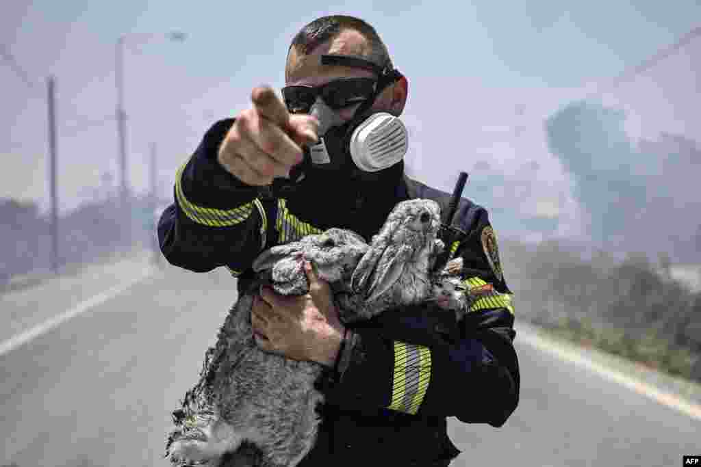 A fireman gestures and holds a cat and two rabbits after rescuing them from a fire between the villages of Kiotari and Gennadi, on the Greek island of Rhodes, July 24, 2023.