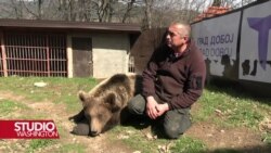 Ljubimice na Ozrenu: Medvjedice Maša i Ljubica