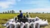 How Vietnam is Trying to Stop Rice Warming the Planet 