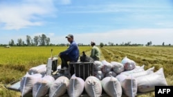 FILE - This Feb. 28, 2023, photo shows farmers driving a truck carrying rice bags in a field in Can Tho, Vietnam.