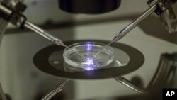 In this photo taken Thursday, Aug. 14, 2013, an embryologist works on a petri dish at the Create Health fertility clinic in south London. (AP Photo/Sang Tan)