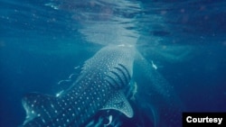 Hiu Paus-Ukurannya besar namun jinak (Dokumentasi WWF Indonesia-Ranny R. Yuneni)